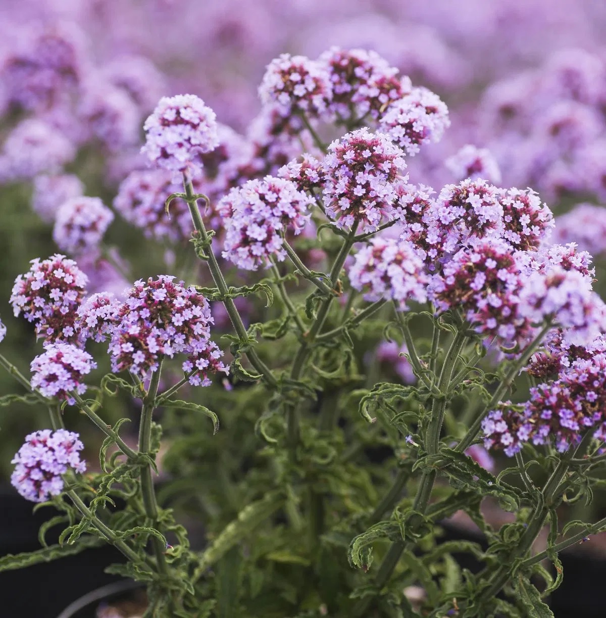 Kleines Patagonisches Eisenkraut Lollipop