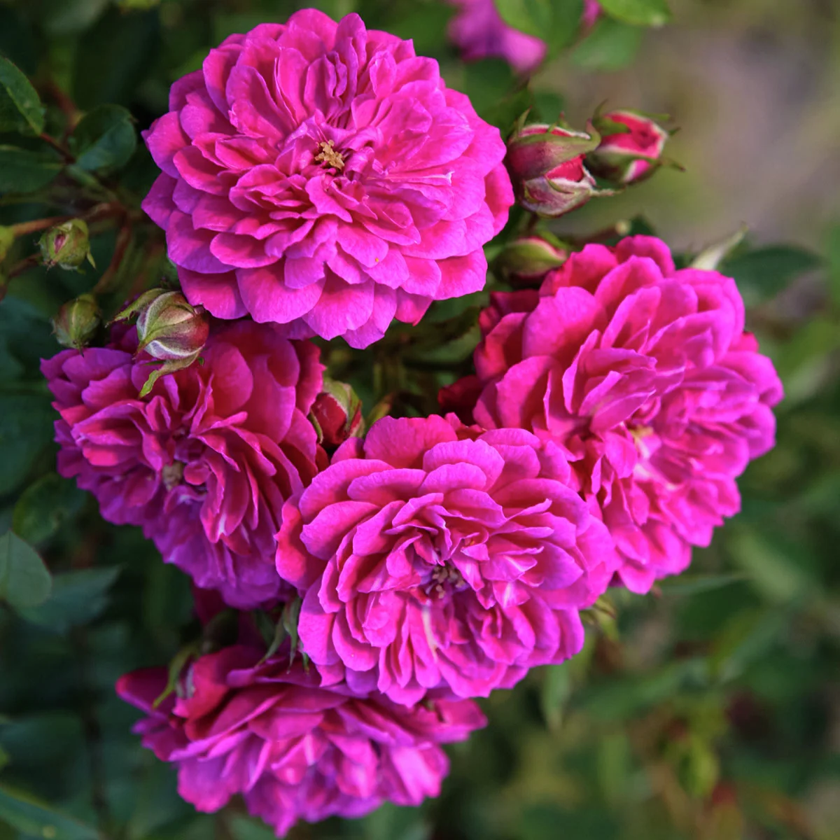 Bodendeckerrose Purple Rain®