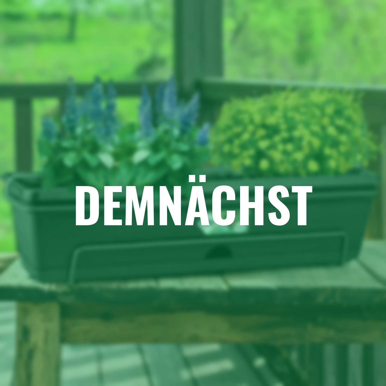 Sommer-Set Goldmarie & Salbei