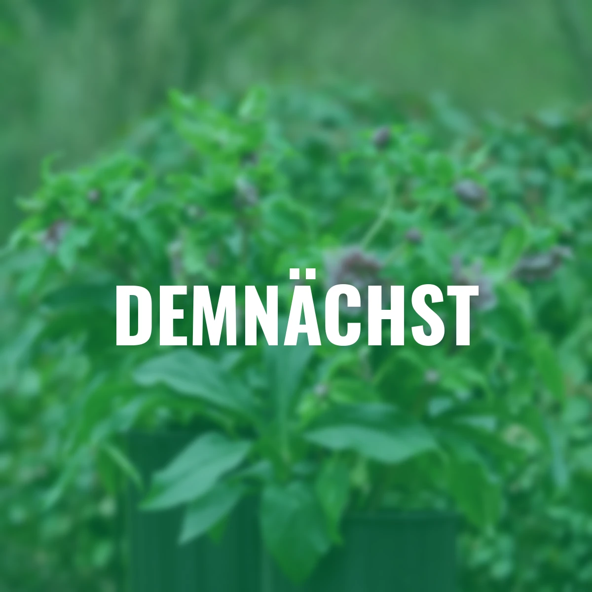 Lenzrose ViV Ariana, Höhe ca. 20-25 cm