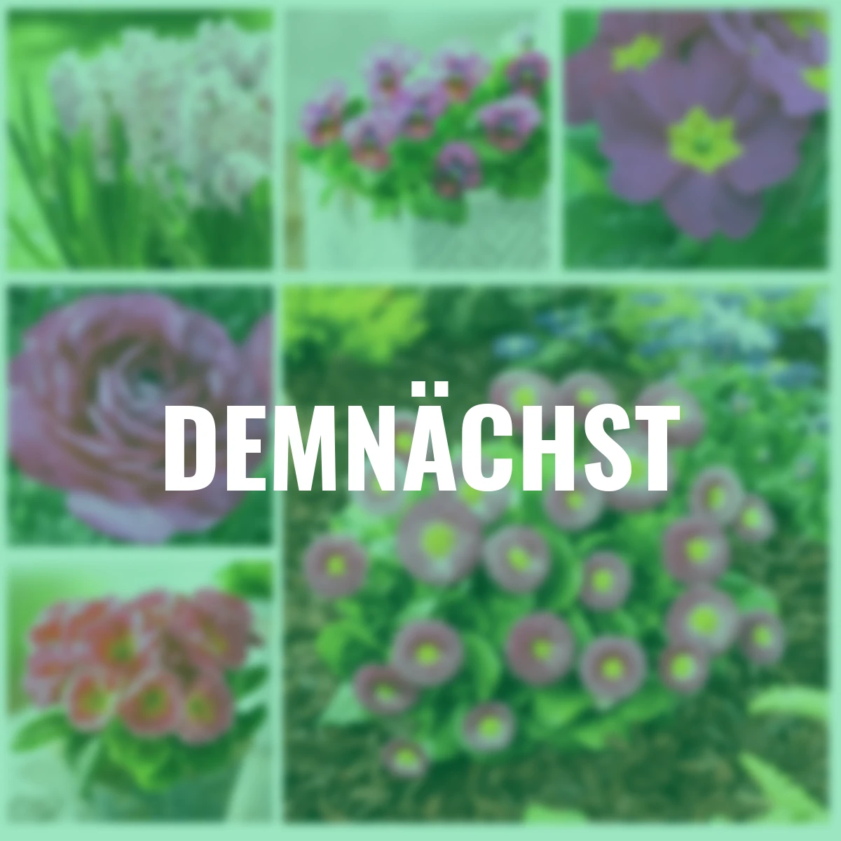 Frühblüher-Set Pinker Frühling