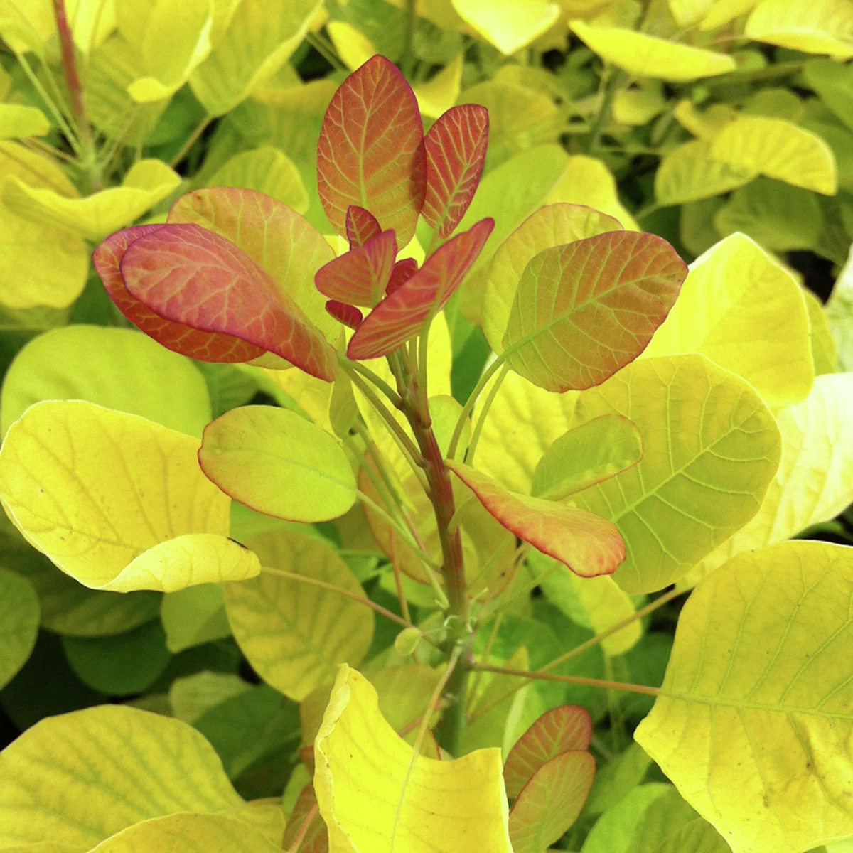 Perückenstrauch Golden Spirit