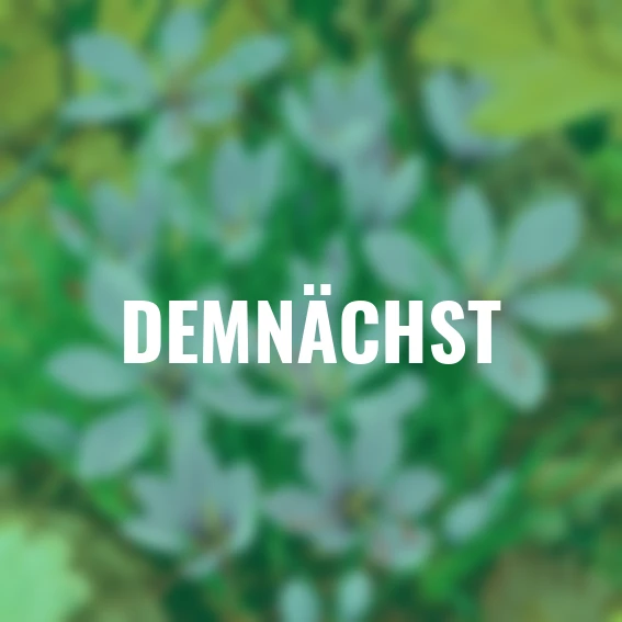 Safrankrokus, herbstblühend