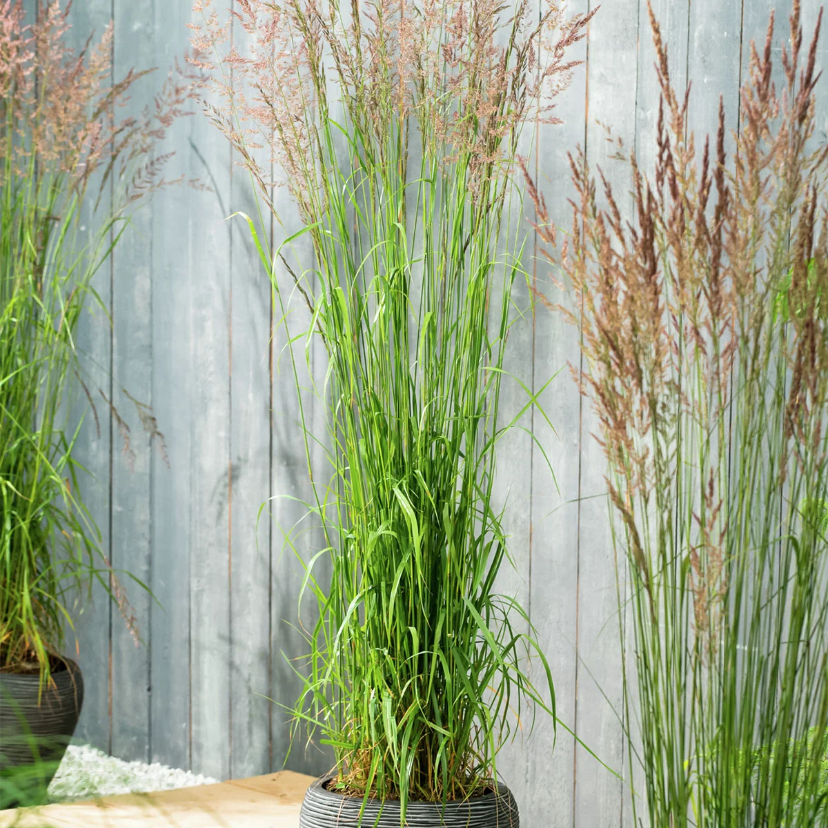 Reitgras Karl Foerster