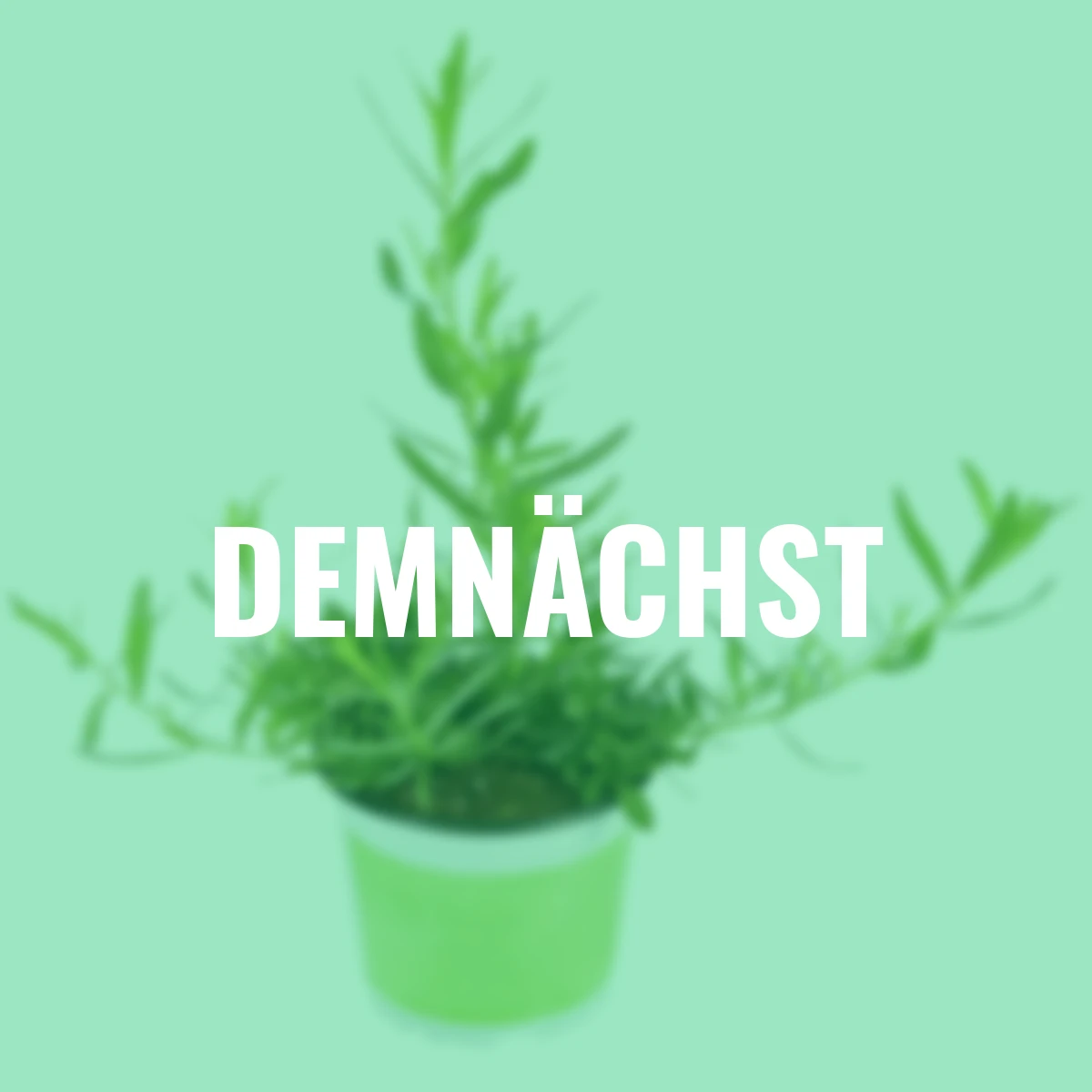 Küchenkräuterpflanze Estragon Pfefferkorn, im ca. 12 cm-Topf