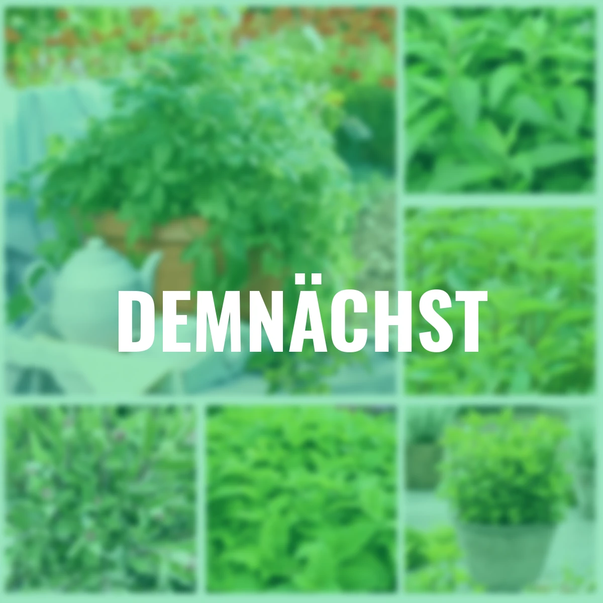 Kräuterpflanzen-Set Teekräuter-Mix