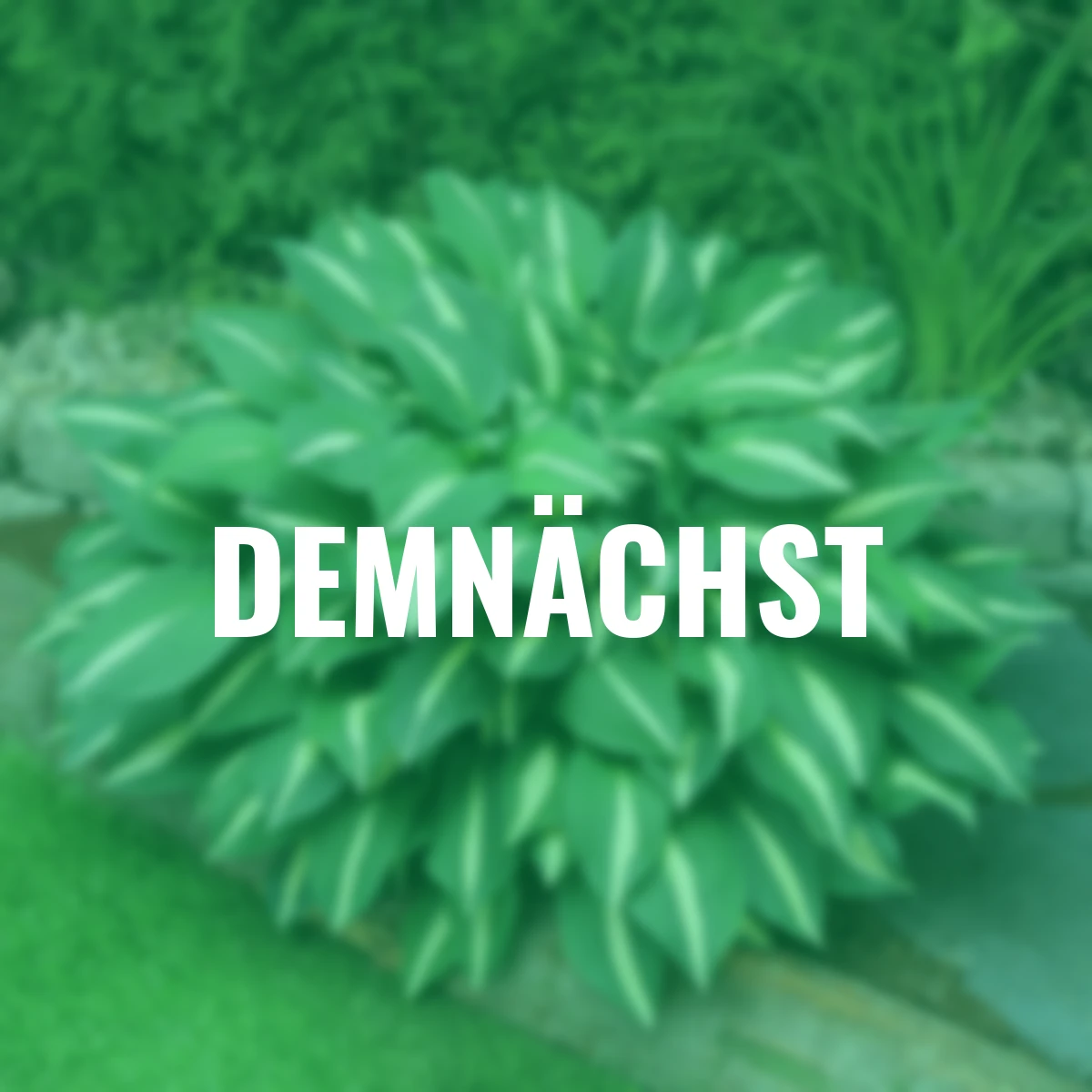 Funkie Risky Business