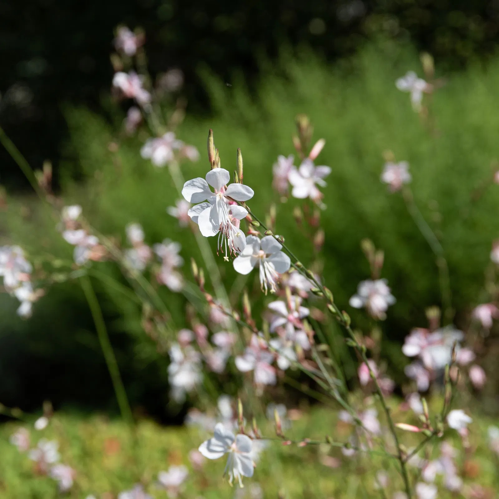 Prachtkerze (Präriekerze)