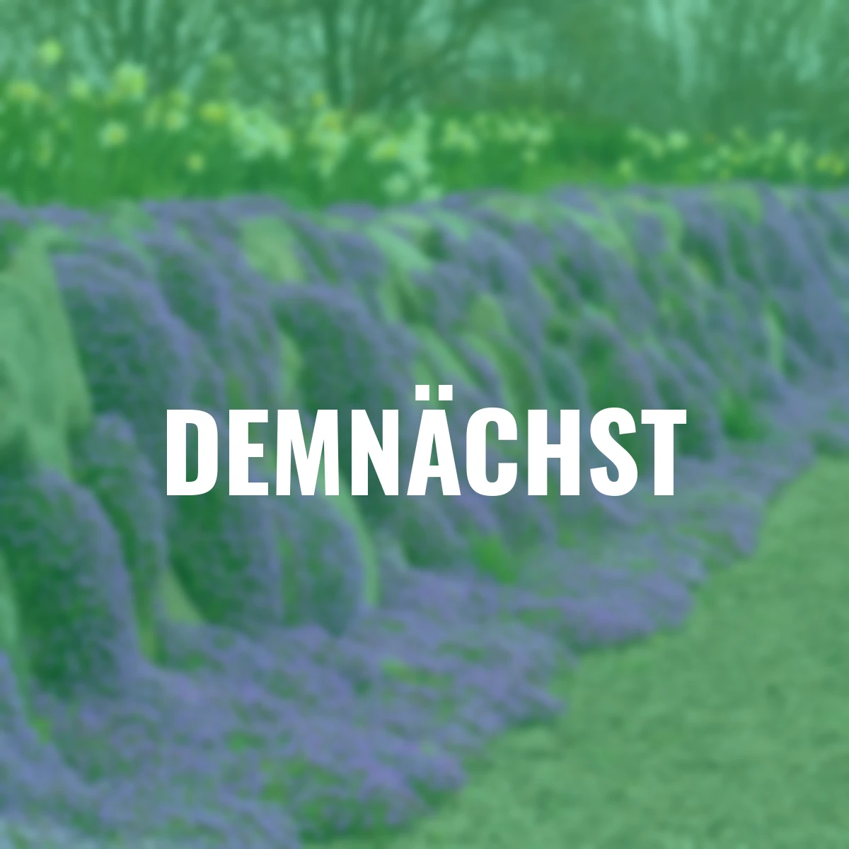 Rotvioletter Polsterthymian, im ca. 11 cm-Topf