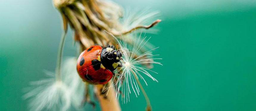 Nützlinge im Garten