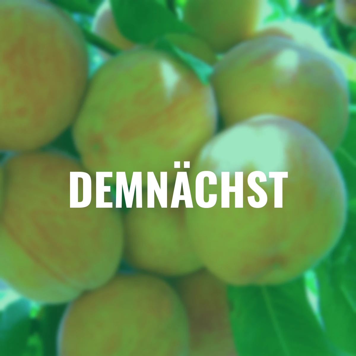 Ural-Pfirsich Wunder von Perm