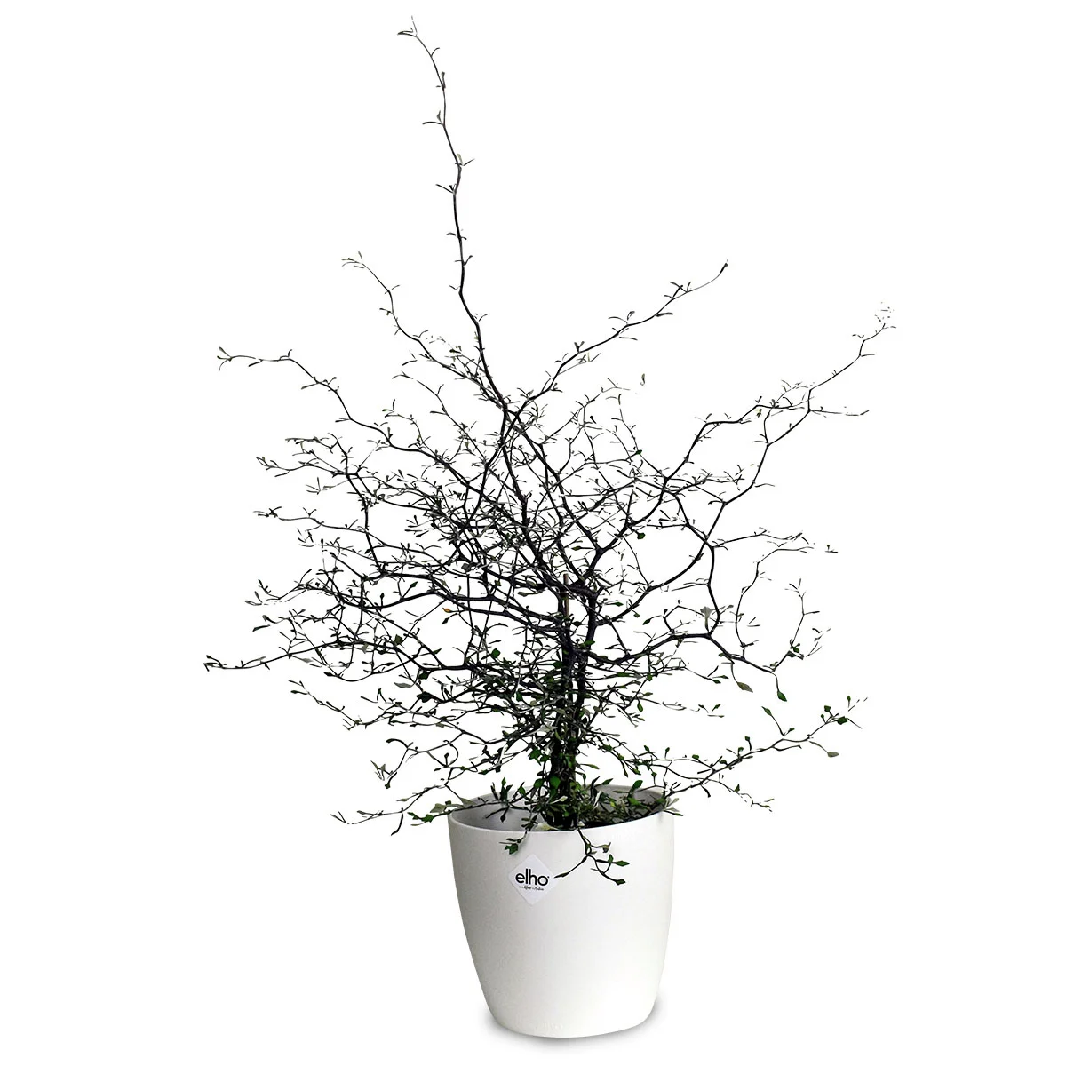 Zickzackstrauch, Höhe ca. 20-30 cm