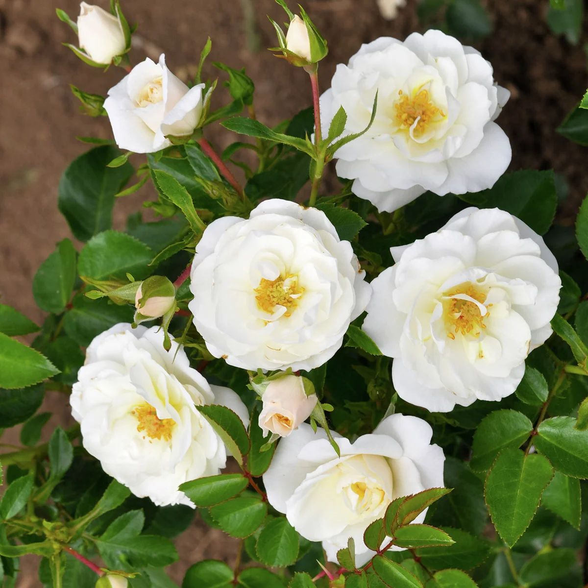 Strauchrose Crystal Mella, wurzelverpackt