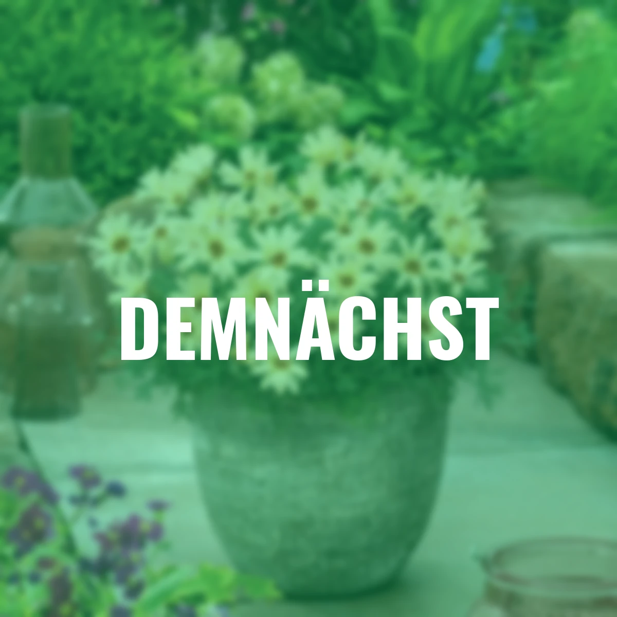 Marokkanische Margerite Zagora Yellow