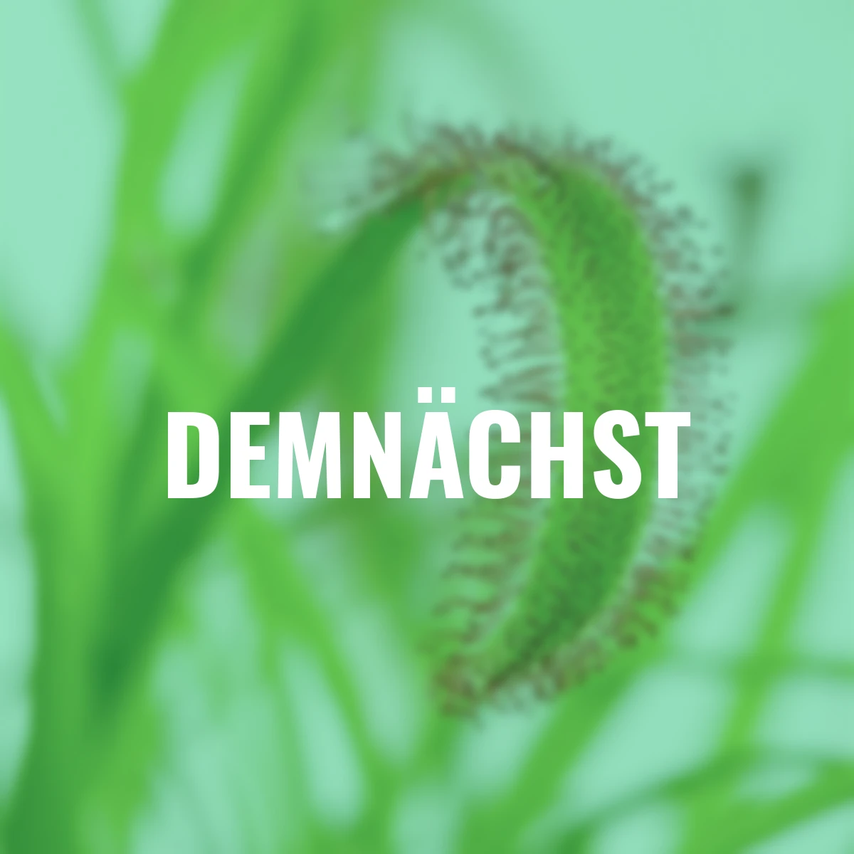 Sonnentau, Höhe ca. 10-15 cm