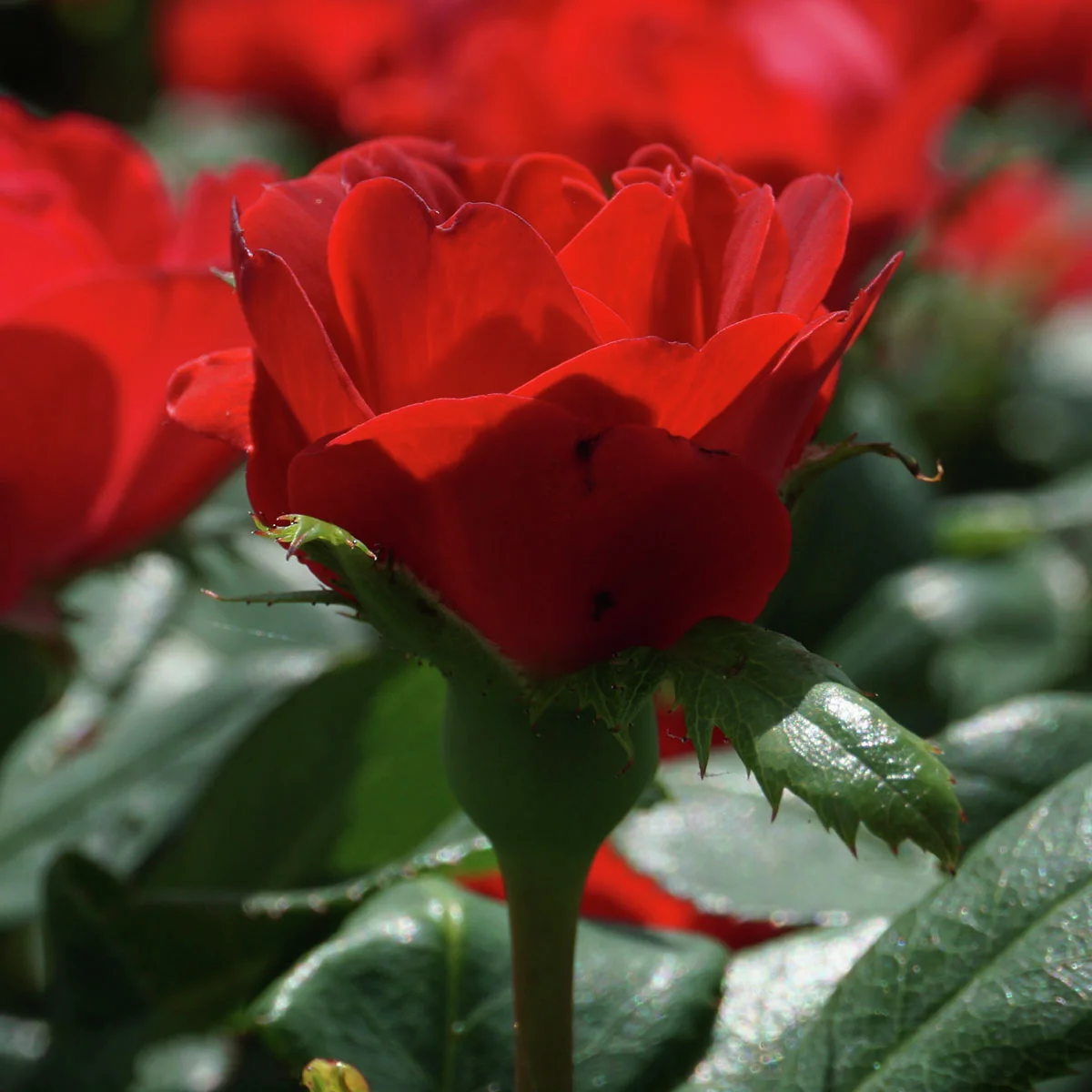 Beetrose Zepeti®, im ca. 17 cm-Topf