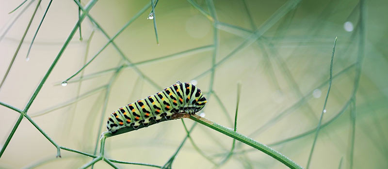 Gesunder Garten ohne chemischen Pflanzenschutz