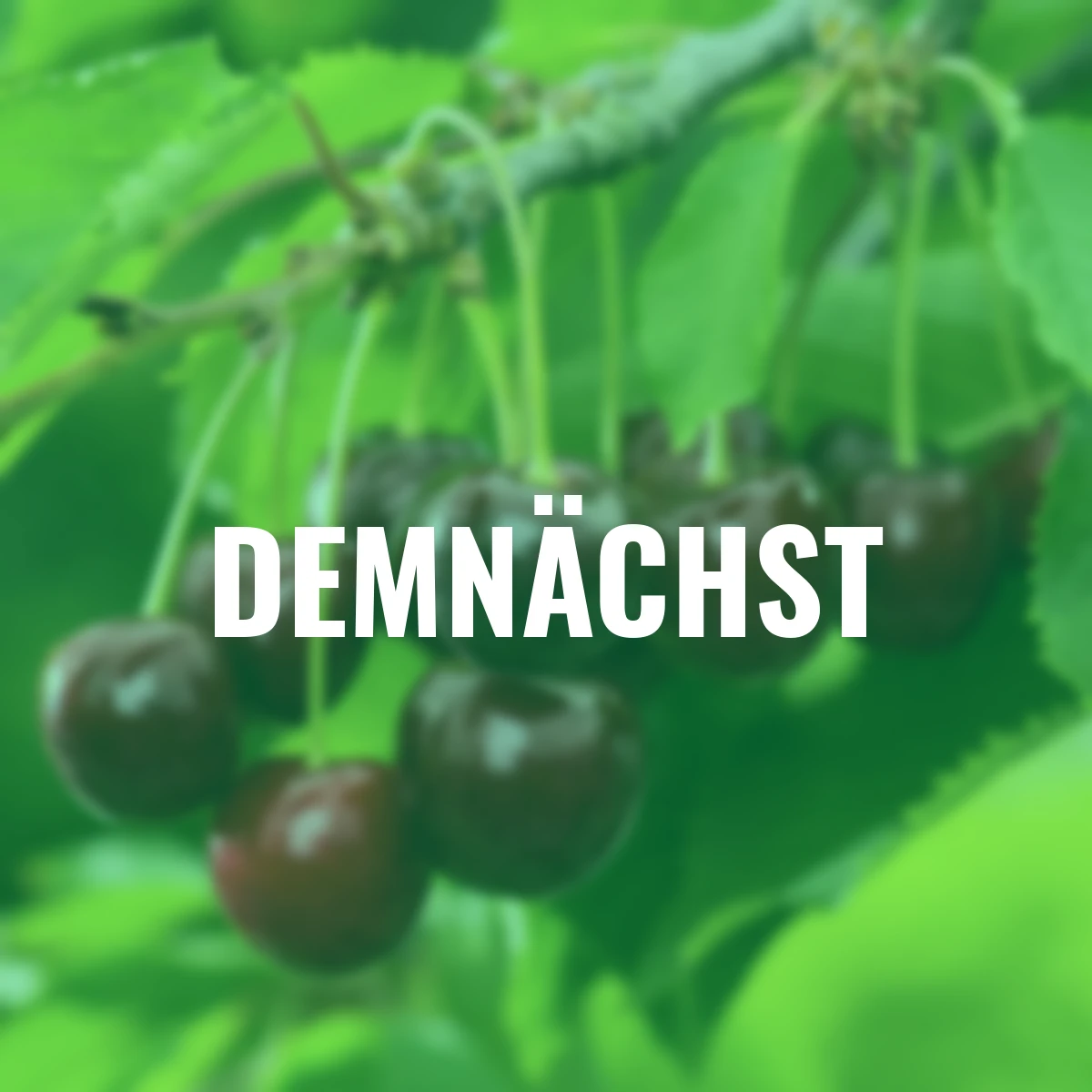 Säulen-Süßkirsche Victoria