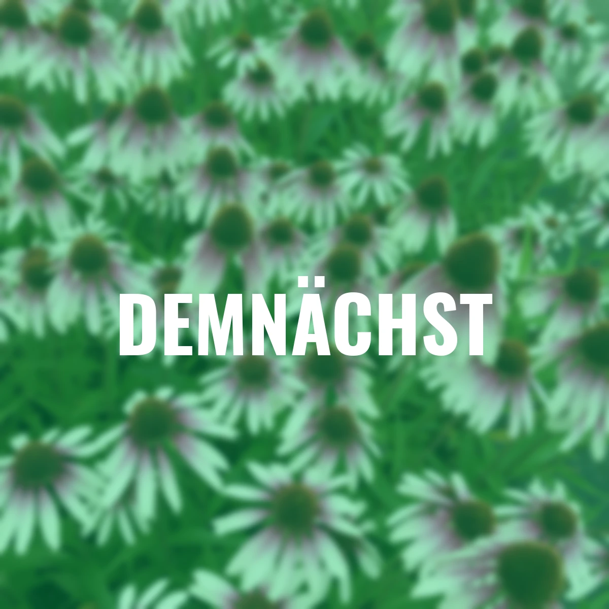 Scheinsonnenhut Pretty Parasols