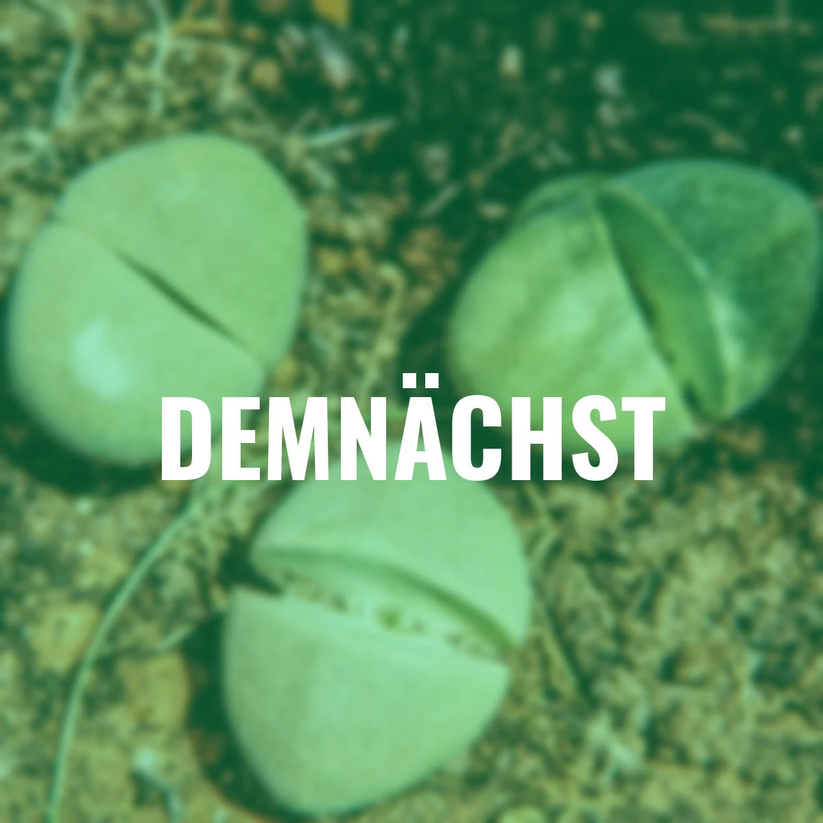 Lebender Granitsamen