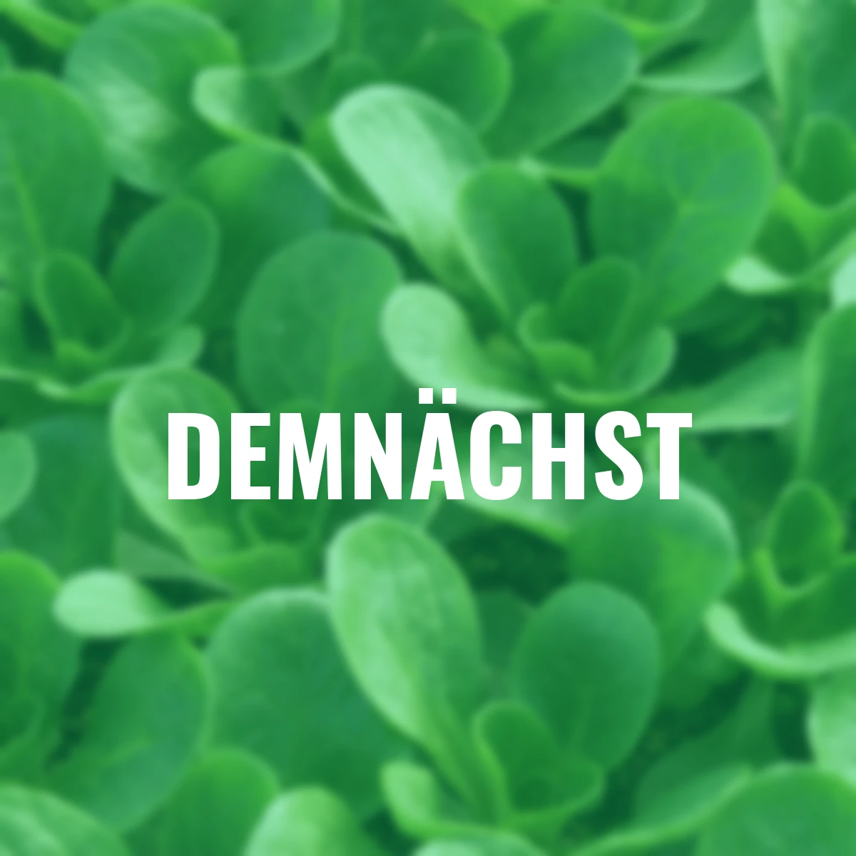 Saatgut-Holzbox Hochbeet, 8 Saatgut-Sorten