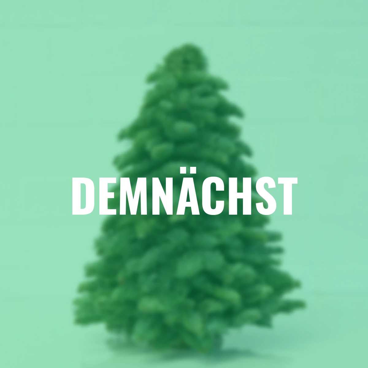 Nobilis- Weihnachtsbäumchen, mittel