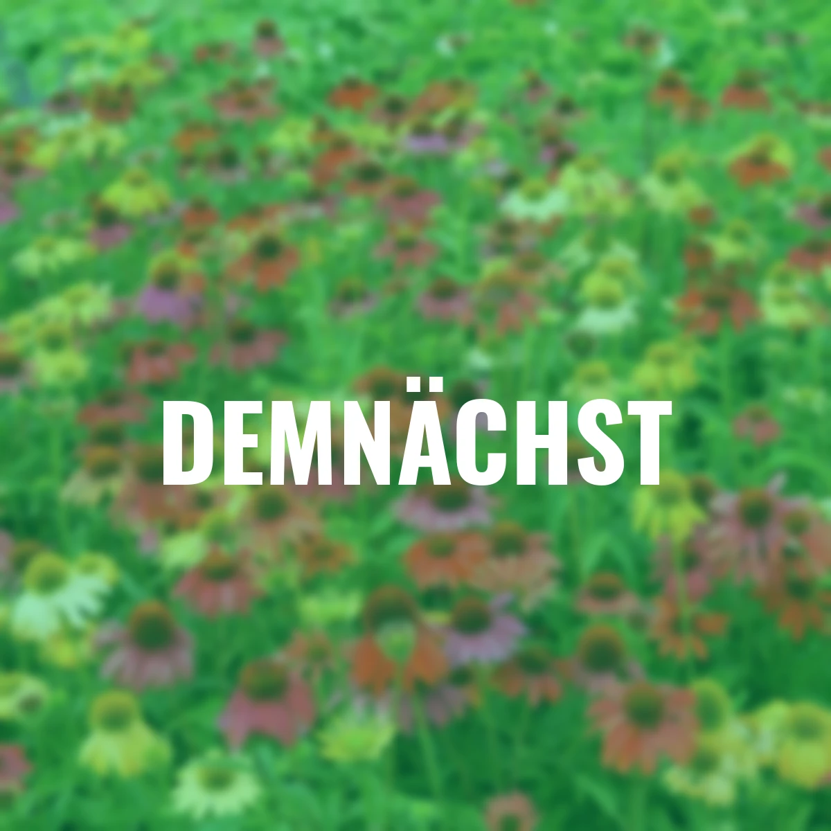 Sonnenhüte Cheyenne Spirit-Mischung