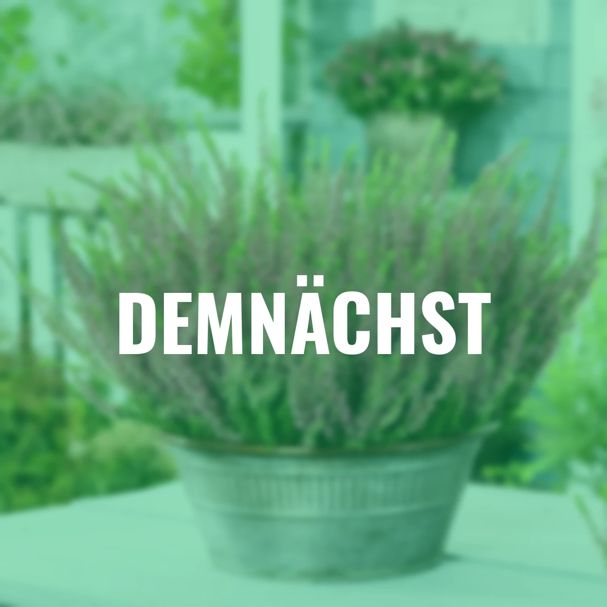 Knospenheide Gardengirls®, rosa