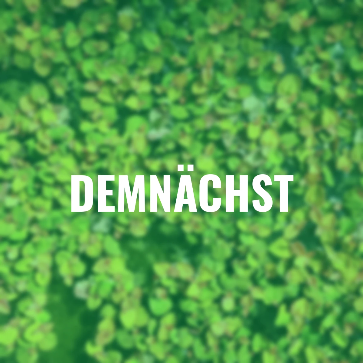 Schwimmende Wolfsmilch