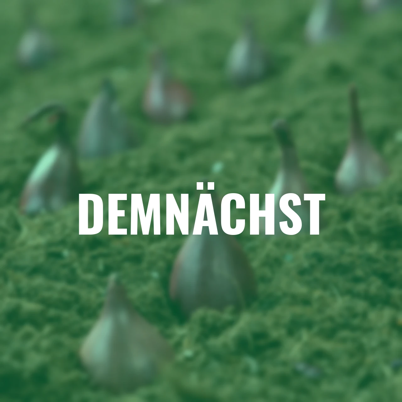 Steckzwiebel Red Baron