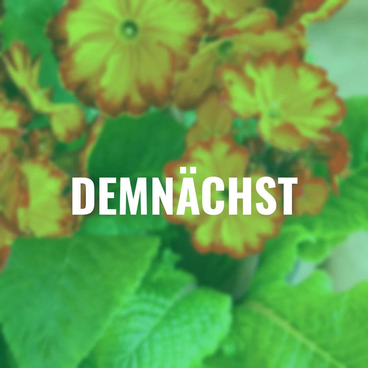 Stängel-Primel Inara® Flame