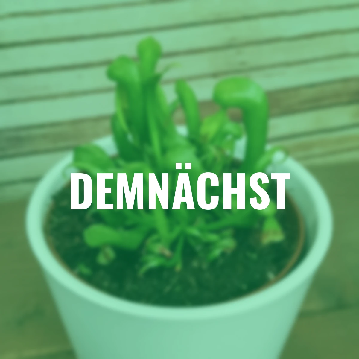 Kobralilie, Höhe ca. 12-15 cm