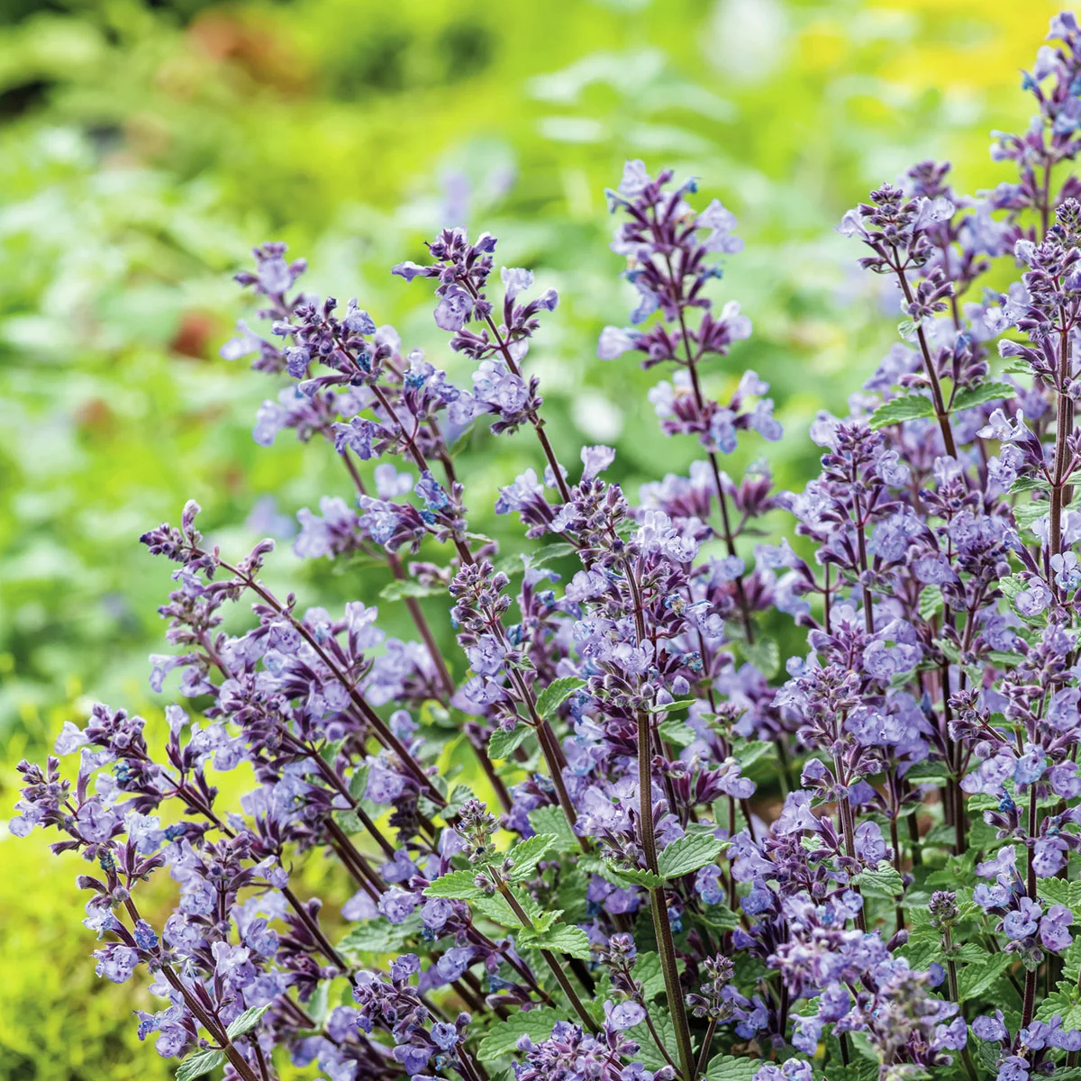 Katzenminze, blau, im ca. 13 cm-Topf