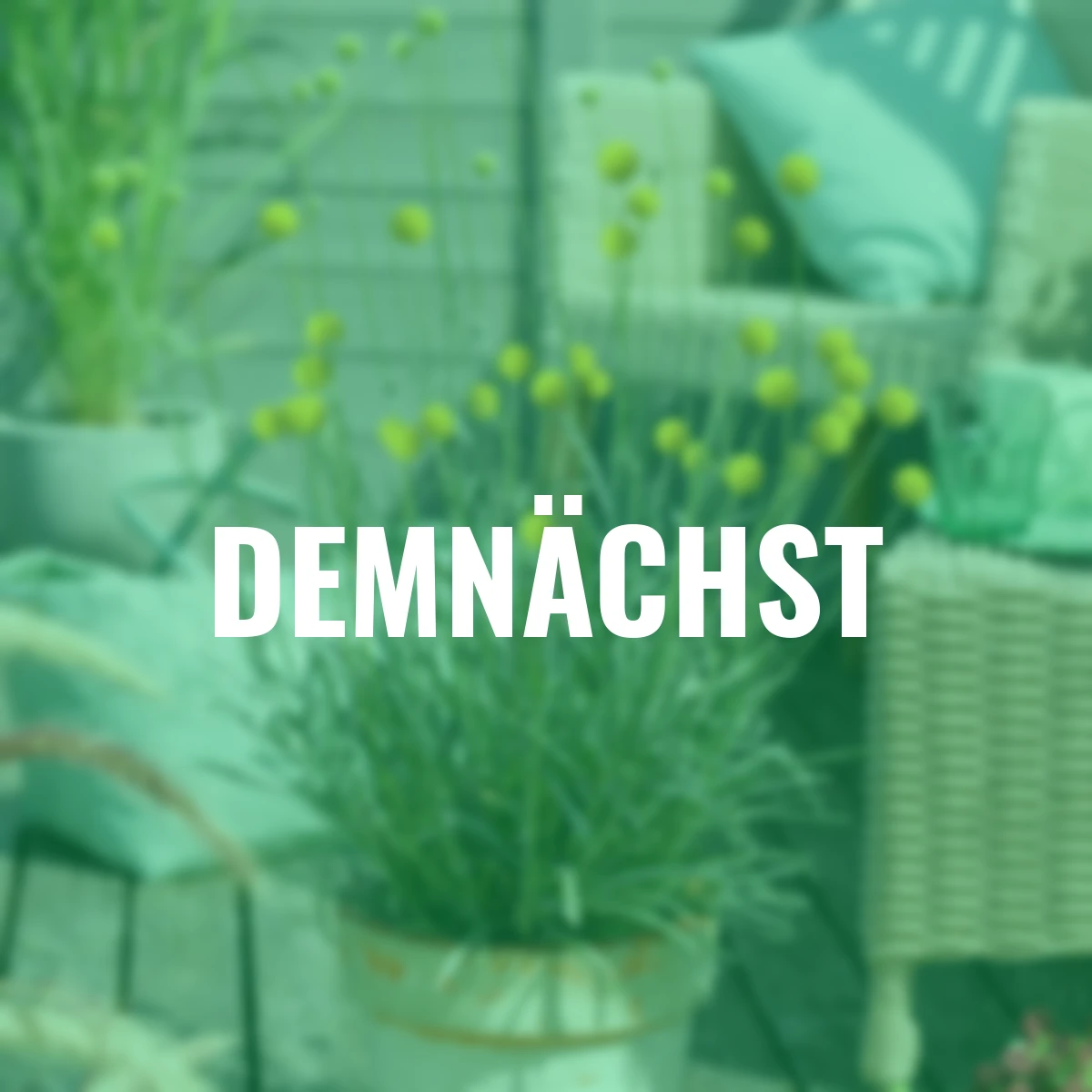 Trommelstöckchen Craspedia