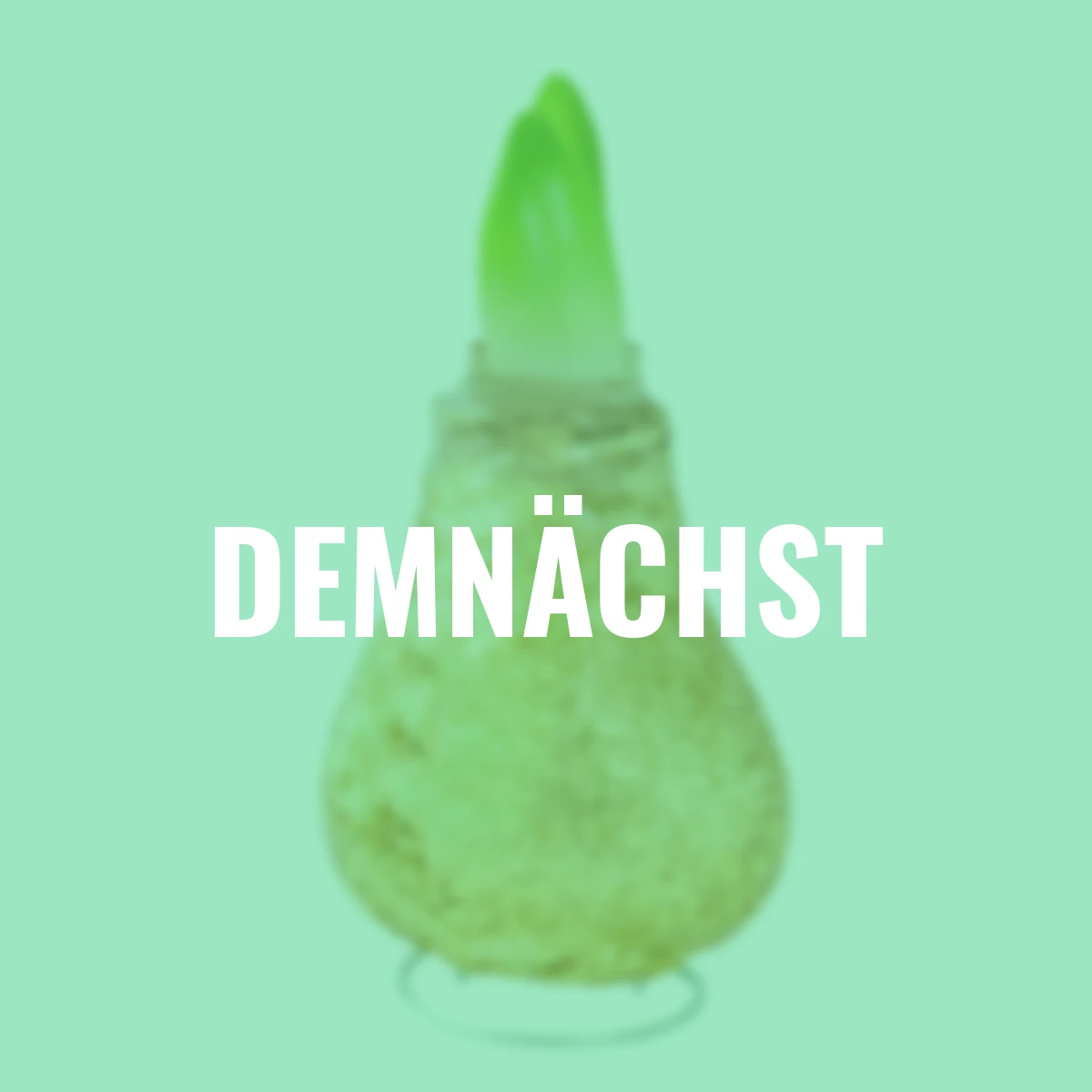 Amaryllis Wax, Touch of Magic Gold