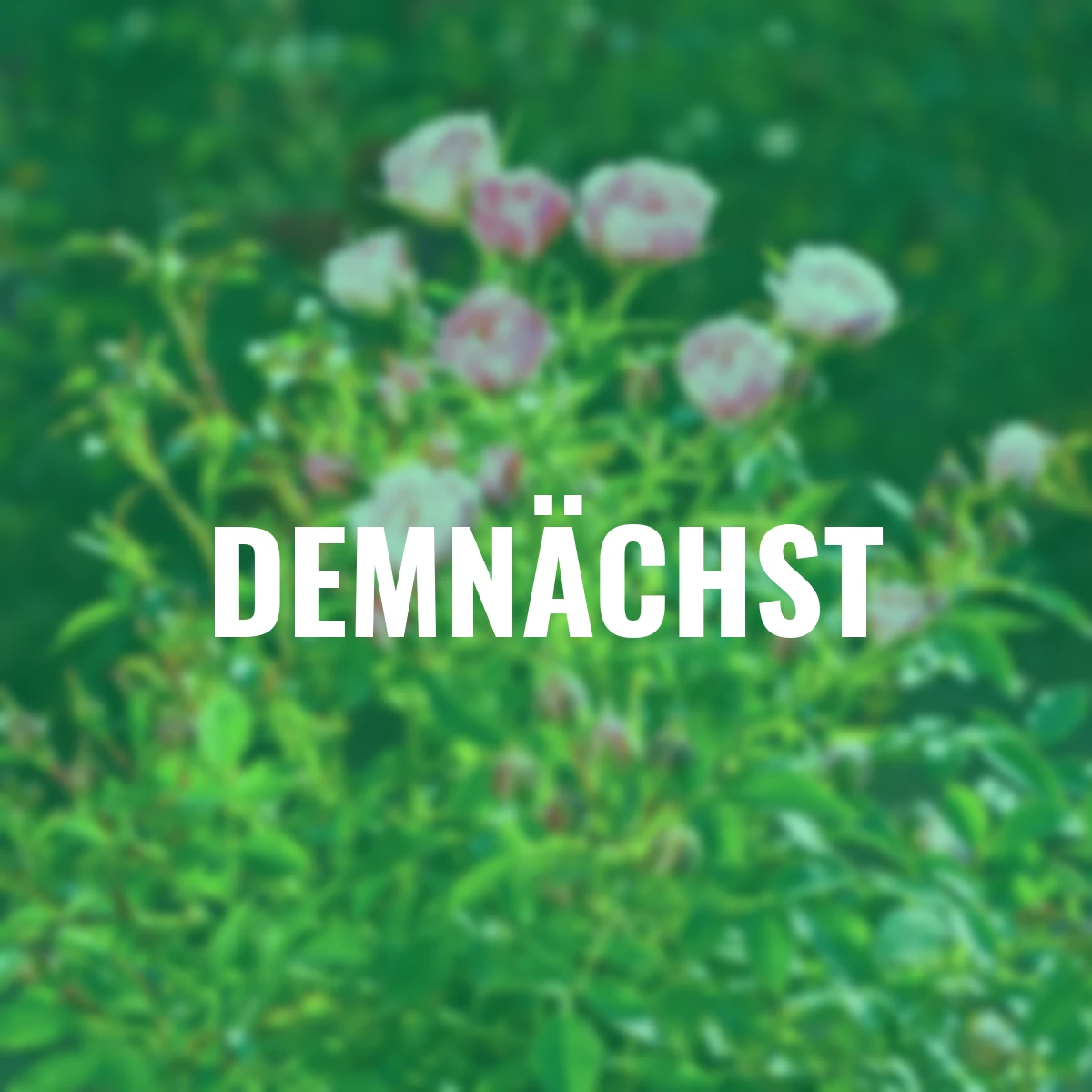 Beetrose Blush™ Pixie®, im ca. 17 cm-Topf