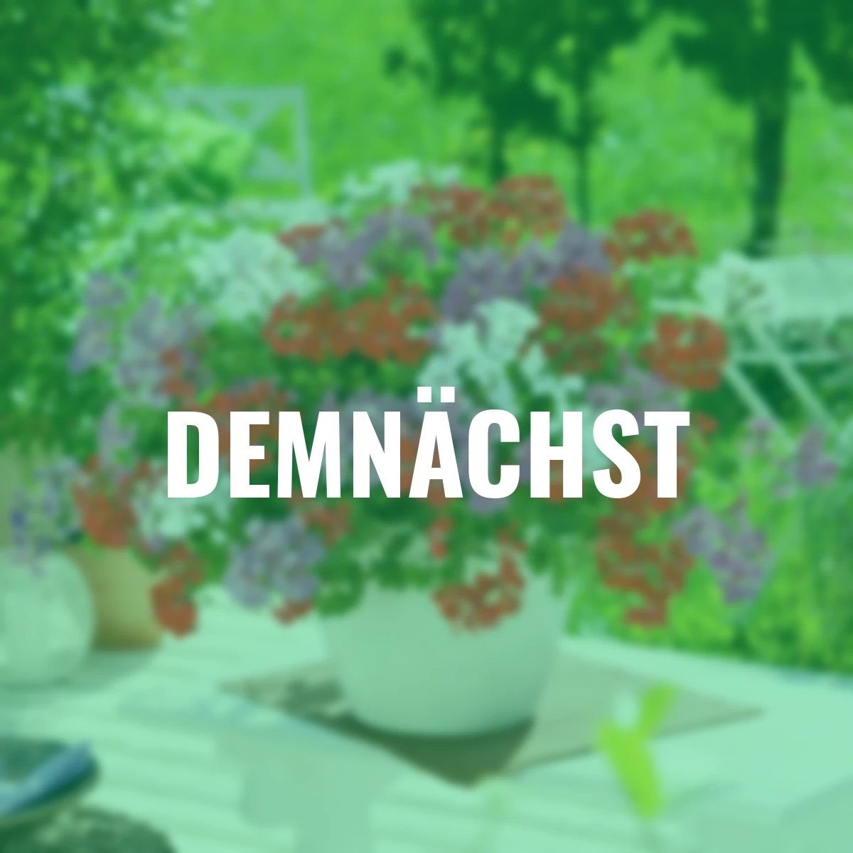 Trio Hänge-Geranie Sunny Girls