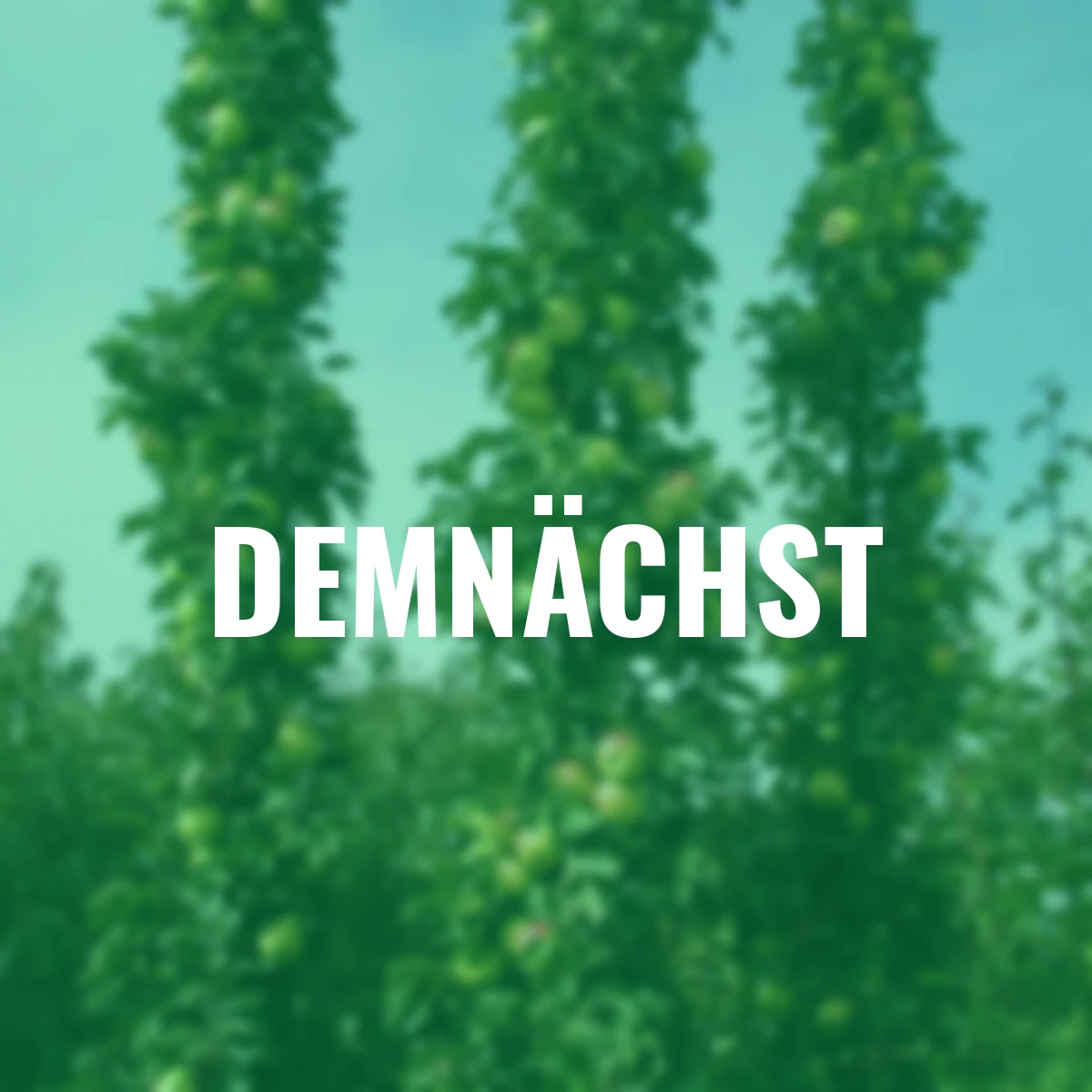 Säulen-Apfel Rondo®