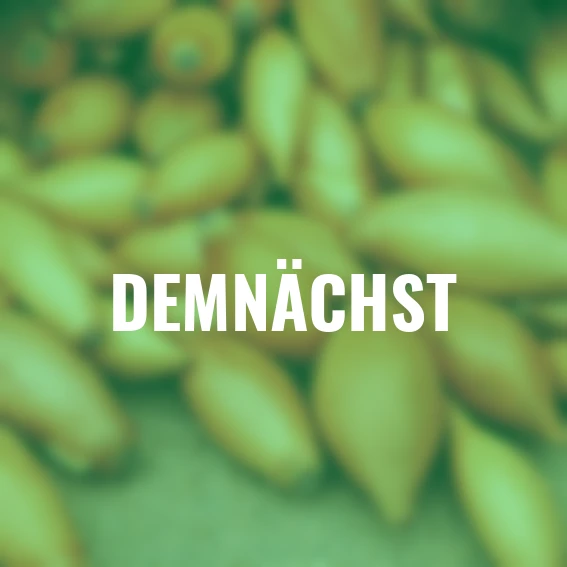 Steckzwiebel Birnförmige, 250 g