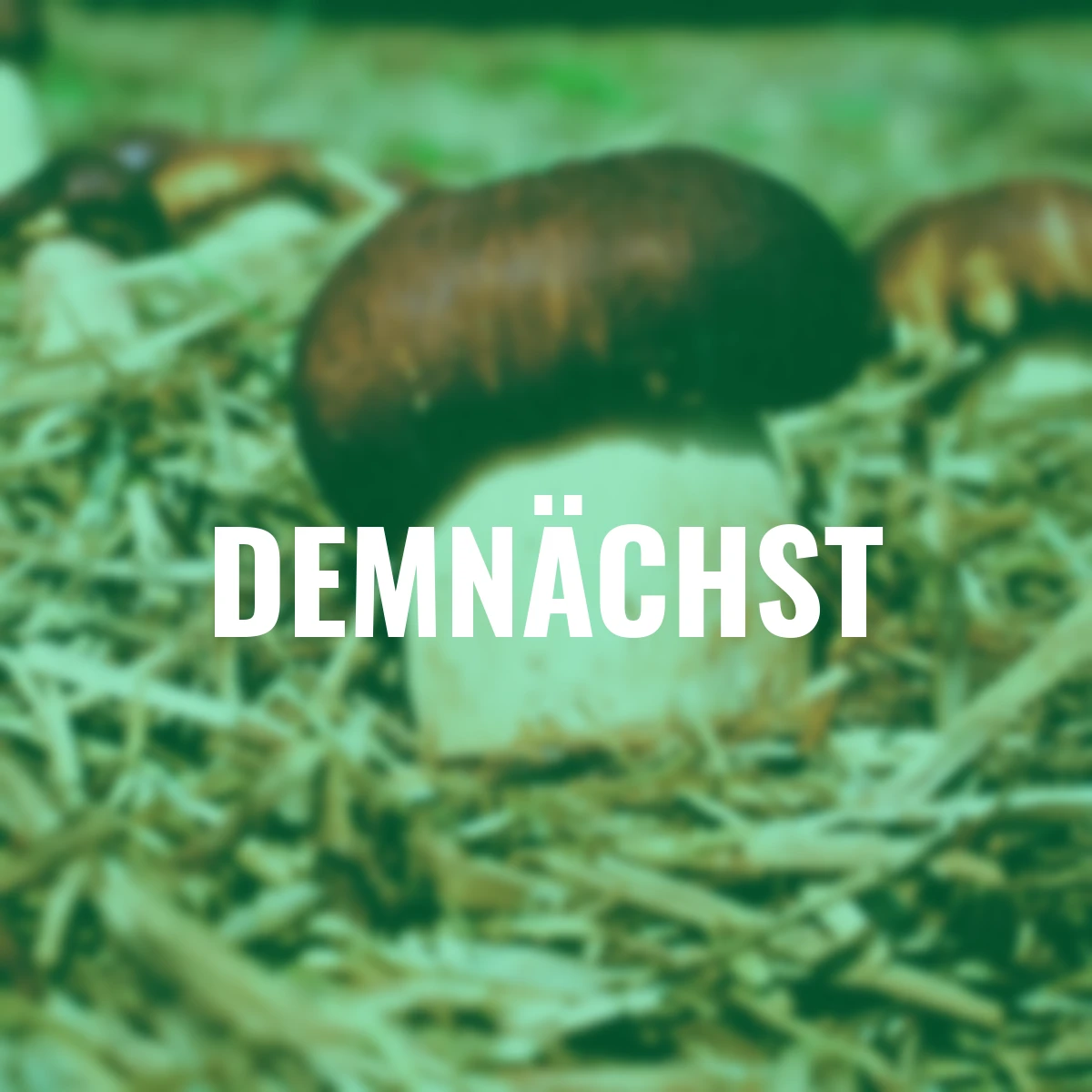 Dübel-Pilzkultur Braunkappe