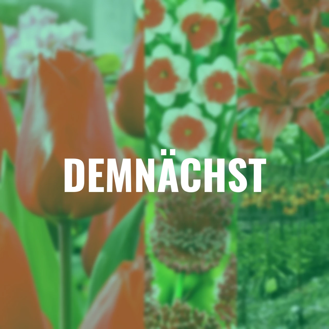 Blumenzwiebel-Set Roter Frühling