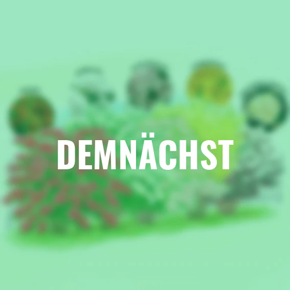 Ziergehölz-Set Blütenhecke