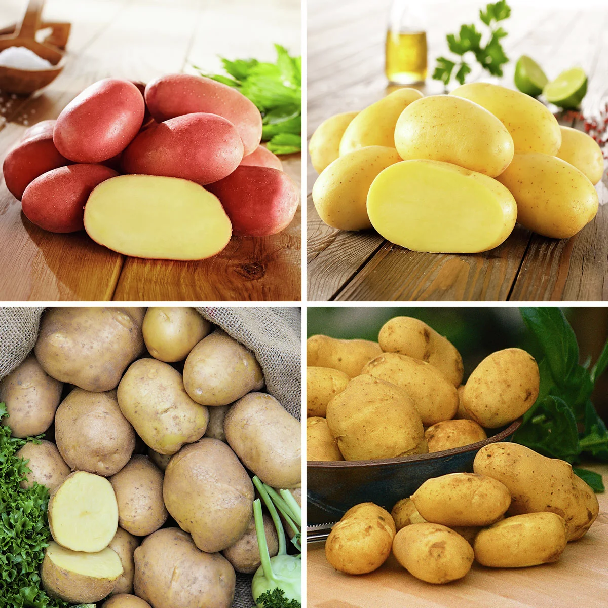 Kartoffel-Quartett Reifezeit-Spezialitäten, 12 Stück