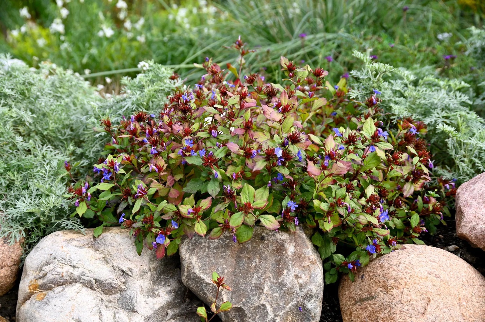 Chinesische Bleiwurz