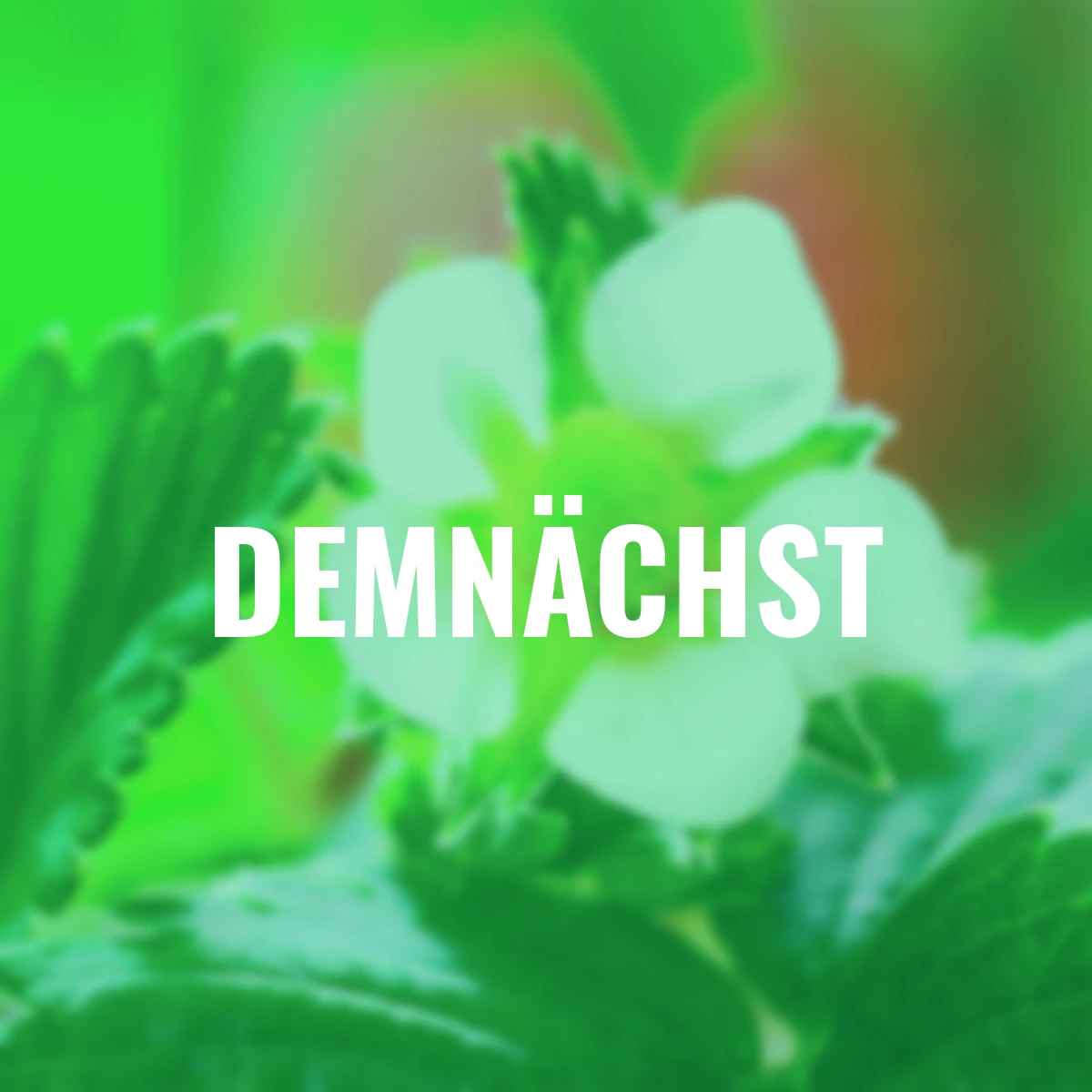 Fridulin-Erdbeere Terralin