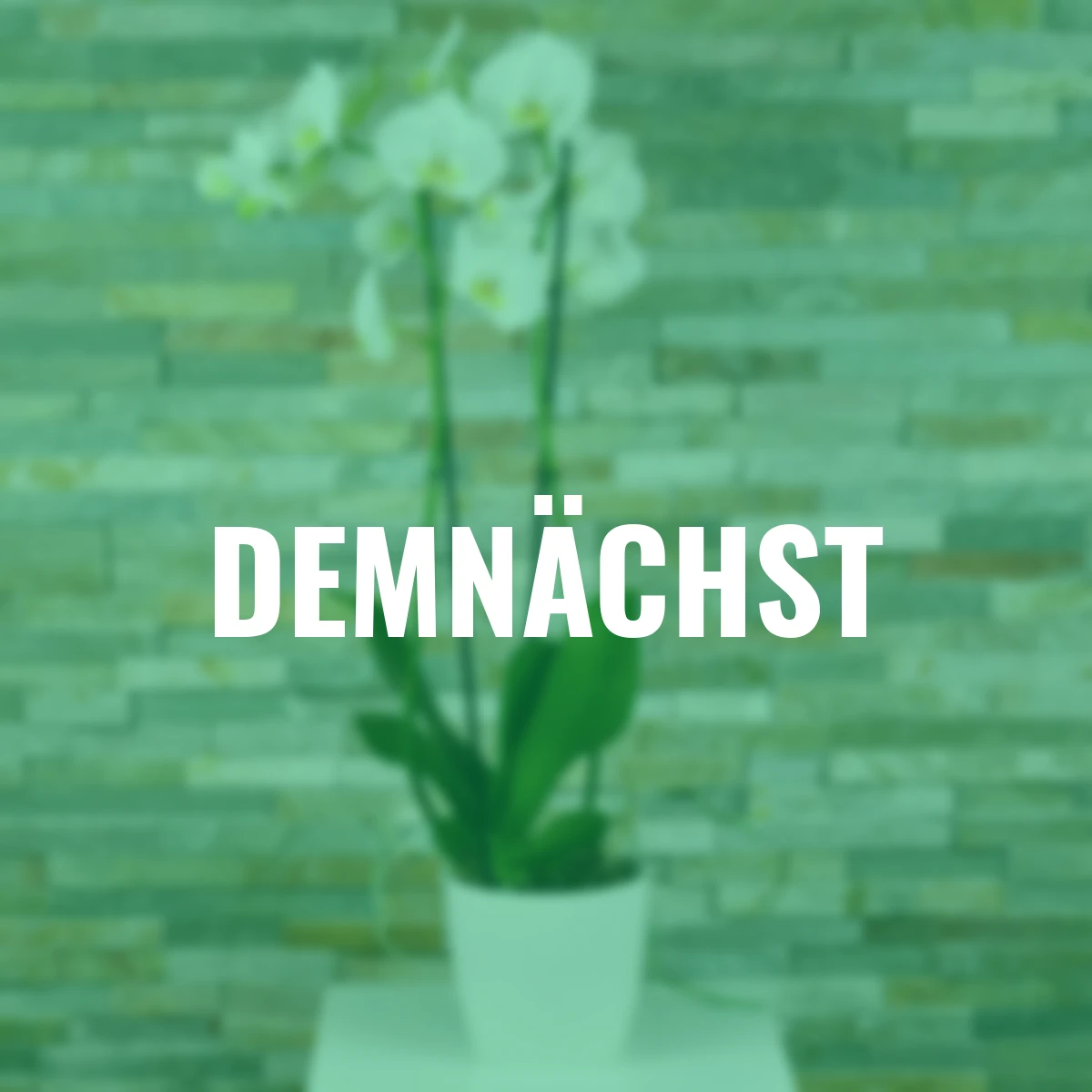 Schmetterlings-Orchidee Grandiflora, Höhe ca. 50-60 cm