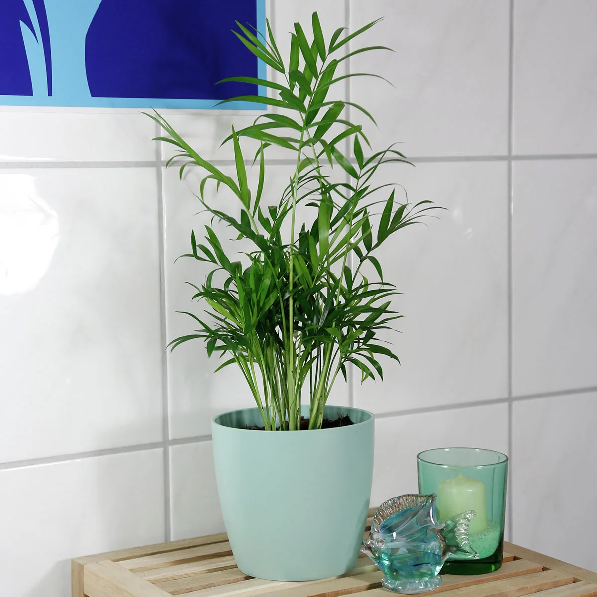 Bergpalme, im ca. 12 cm-Topf, Höhe ca. 30-40 cm