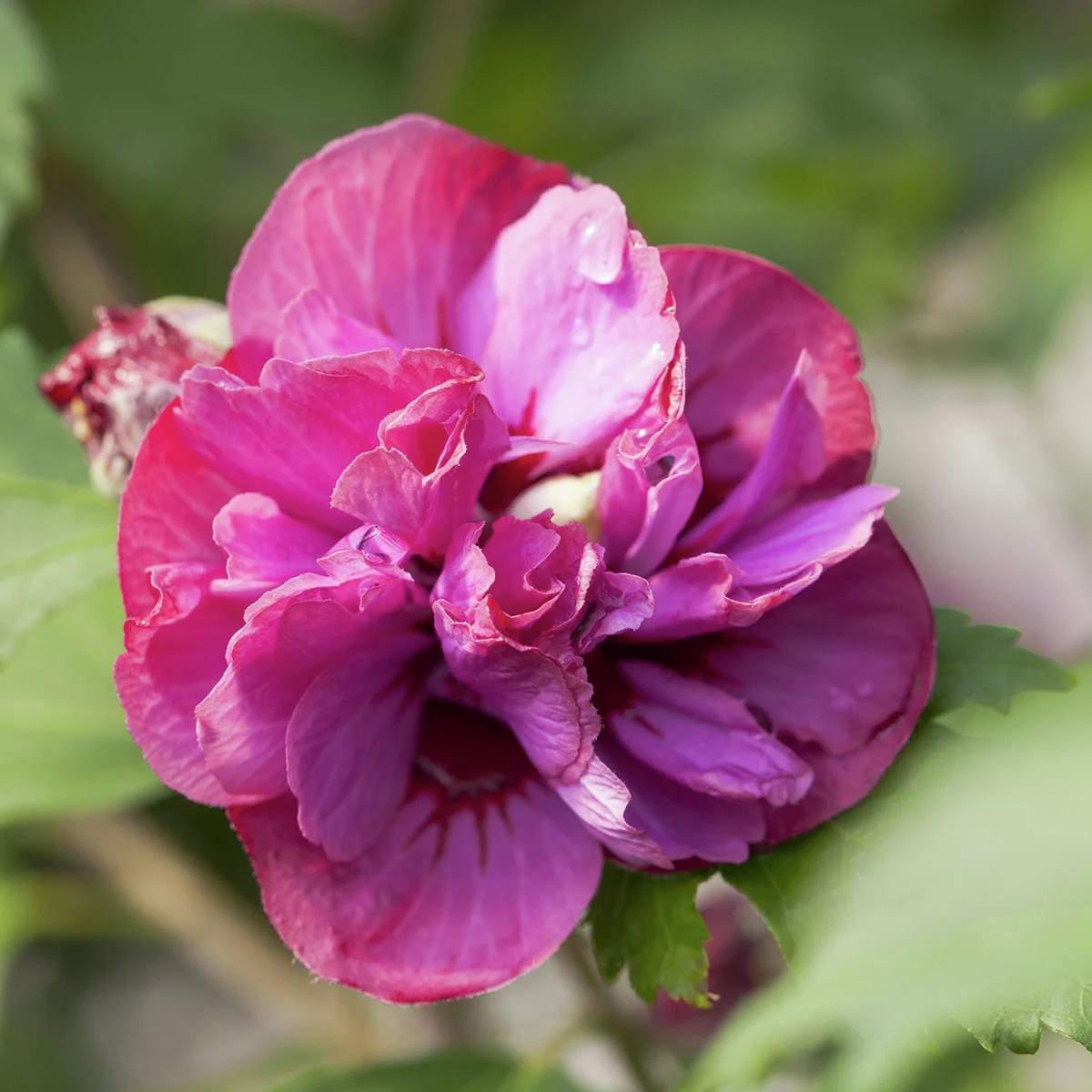 Gartenhibiskus-Stämmchen Duc de Brabant