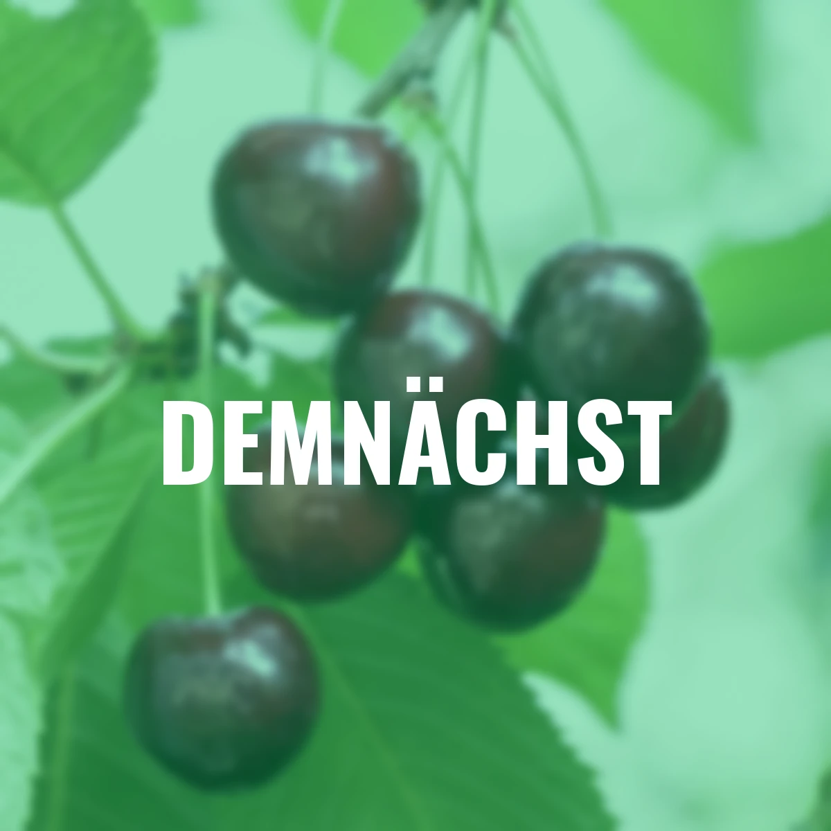 Große schwarze Knorpelkirsche