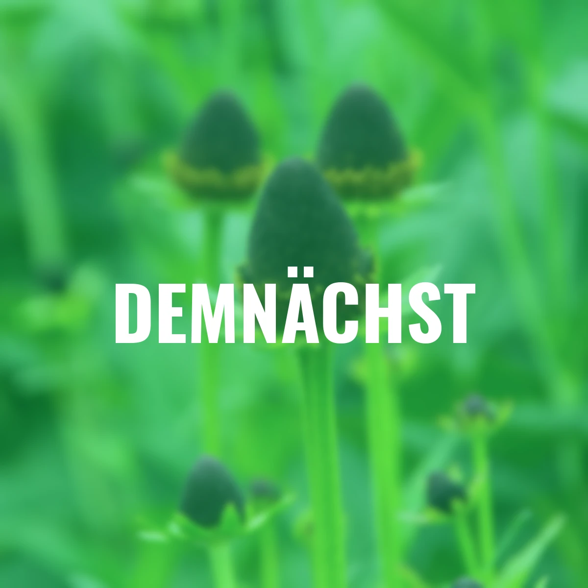 Sonnenhut Black Beauty